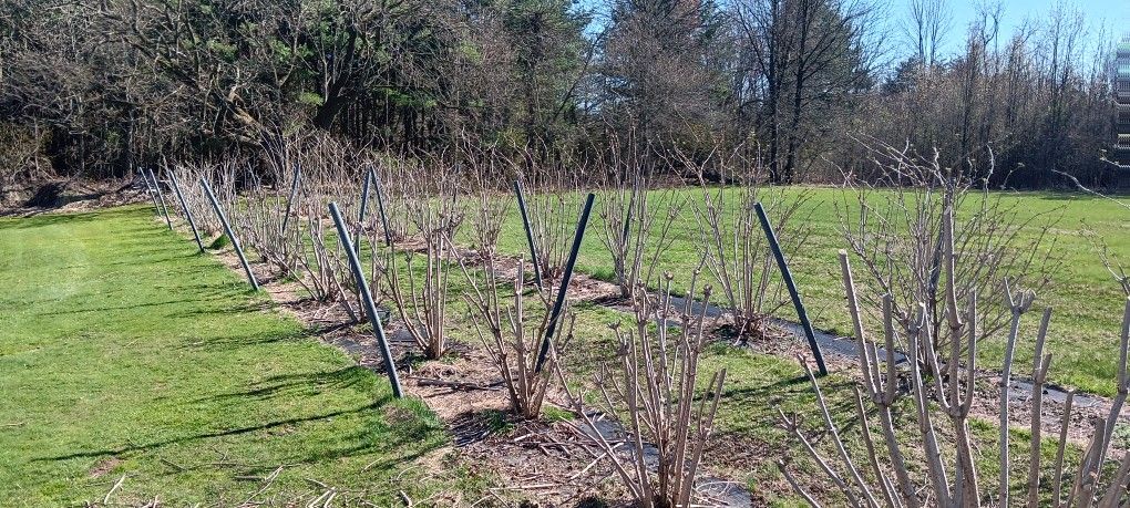 Marge Elderberry Cuttings