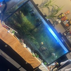 55 Gallon Tank