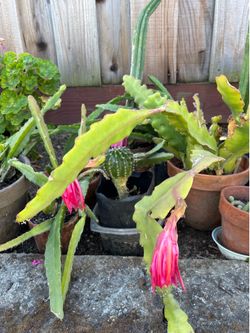 Beautiful Cactus with Flowers