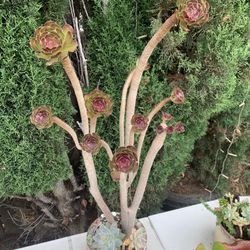 Black Rose succulent In Asian Dynasty Ceramic Colorful Pot 