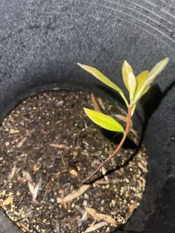 Tree !
