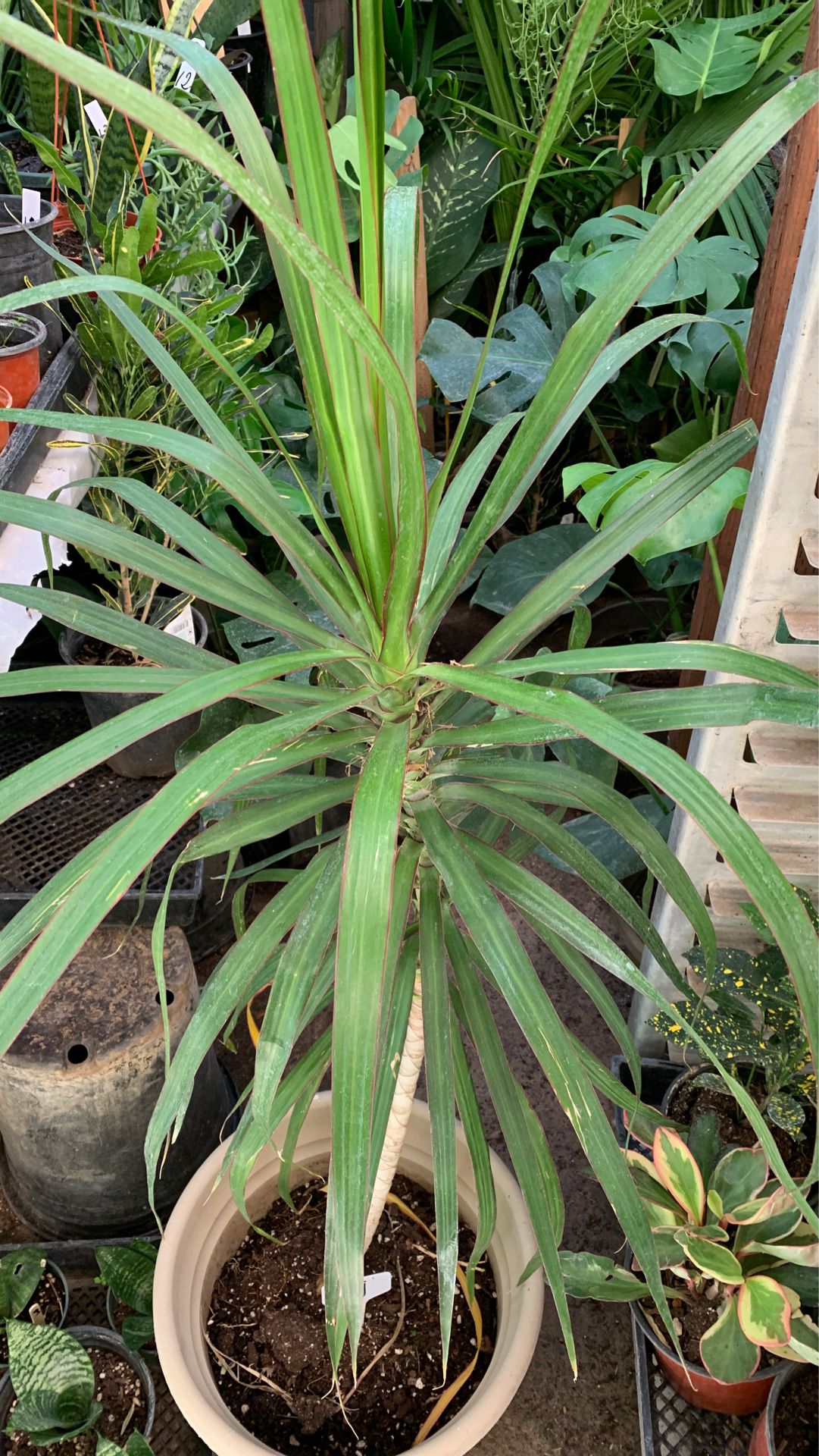 Large dracaena plant