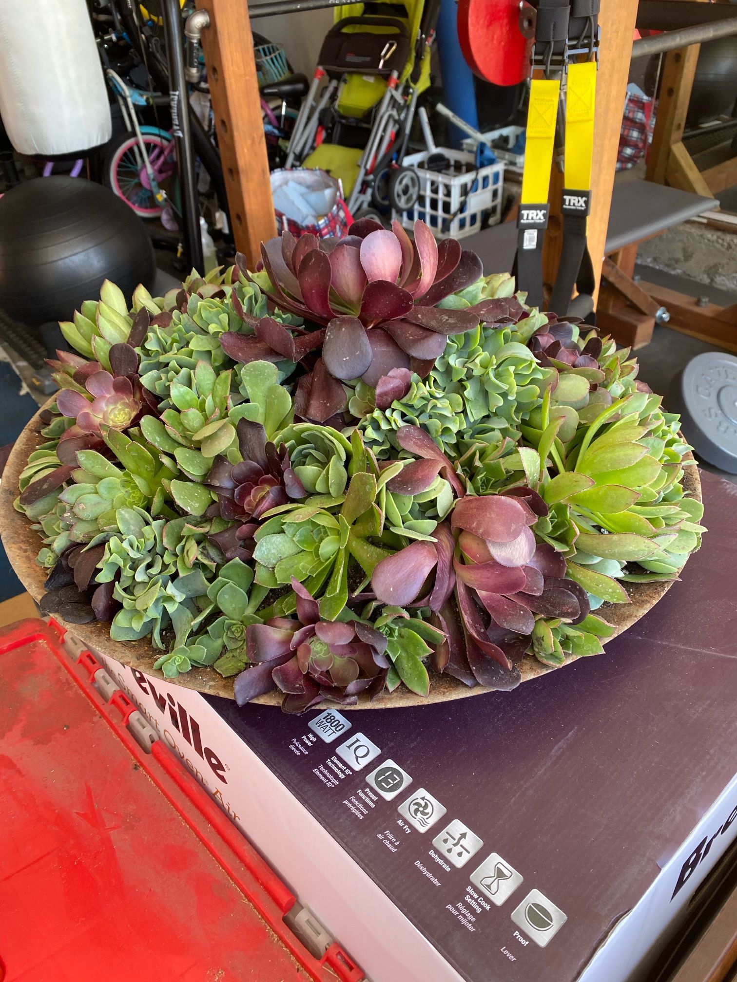 Succulent Planter $50