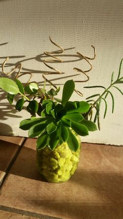 Nice succulents
