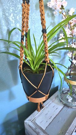 Home Grown Spider Plant In Nice Plastic Black And Brown Pot With Matching Hand Made Macrame Hanger