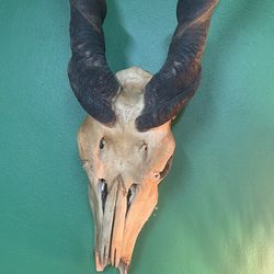 Eland Skull With Horns.