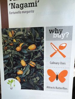 Big mature Nagami kumquat trees