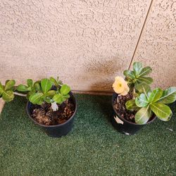  Desert Rose Plants Set 