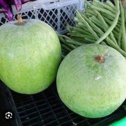 3x Round Wax Gourd Mellon Seedling Plants Producing Hundreds Of Fruits Free Black Eyed Susan Plant 