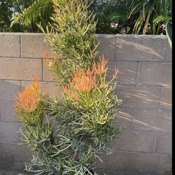 5 gallons beautiful fire stick cactus plant, 76 in high. Ready to pick up in Azusa x post