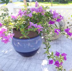 Bougainvillea blooming plant potted