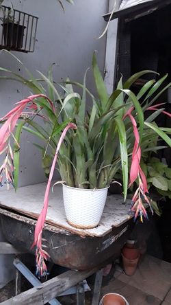 Flowering Bromeliad