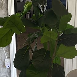 5ft Ficus (Faux) Tree Indoor Plant
