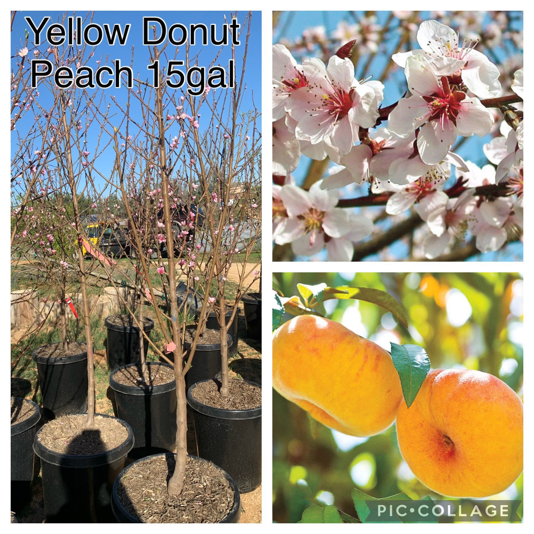 Donut Peach Tree 15gal