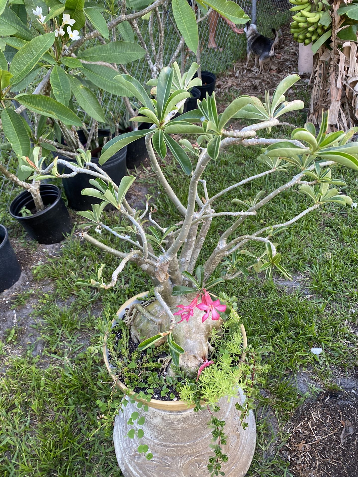 Large Desert Rose Bonsai Tree