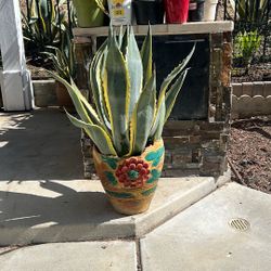 American Agave Plant