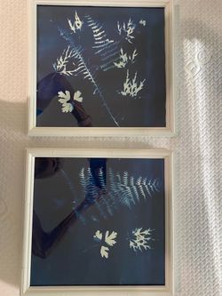 Framed Cyanotype picture (2)