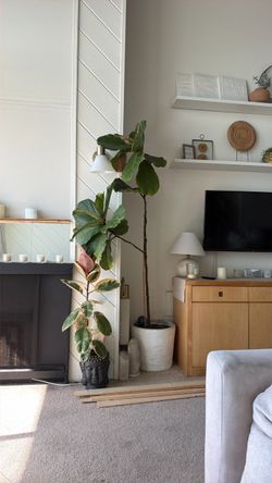 Large 6ft tall Fiddle Fig Tree