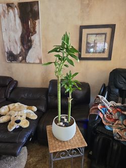2ft 9in tall Dracena Fragrans plants in new 7.5in pot with shells and stones