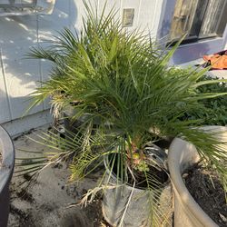 palm plant