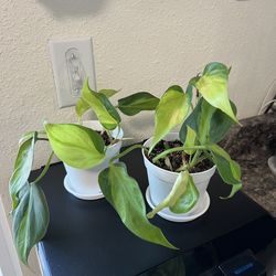 Philodendron Brasil Plant