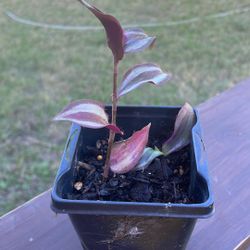 Wandering Jew