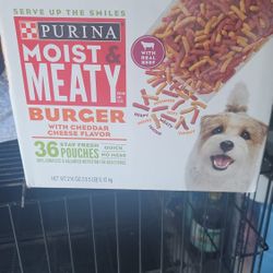 Hermosas Hembras American Bully