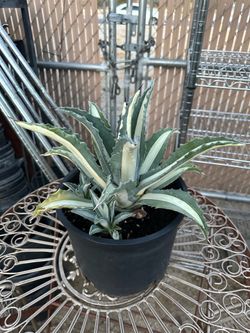 Agave mediopicta alba