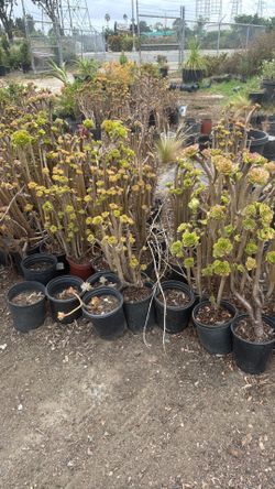 Drought tolerant plants