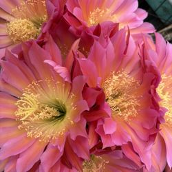 Large Golden Torch Cactus 🌵 3’ Tall Rare Pink Flowers 🌺 Cactus Plant Potted