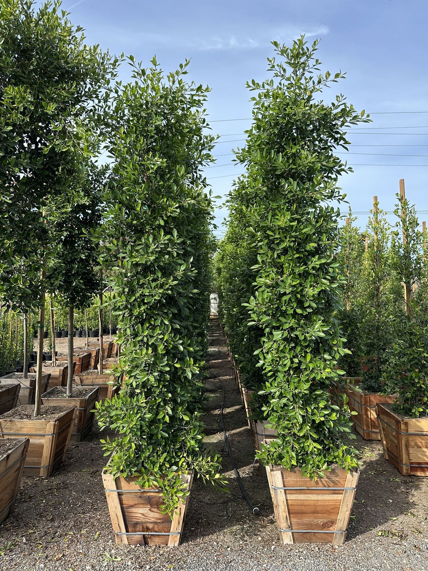 Ficus Nitida Indian Laurel Privacy Hedge