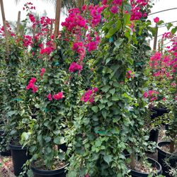 15 Gallon Bougainvillea 