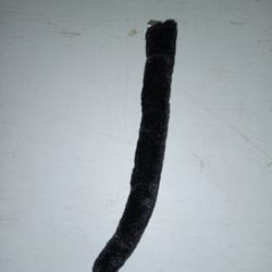 Cat Tail