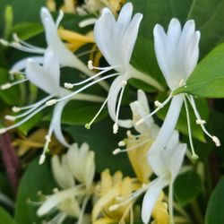 Japanese honeysuckle (Lonicera japonica) 金银花 , local pick up only
