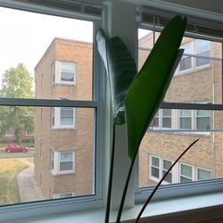 Bird Of Paradise