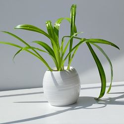 Lush Global Green Spider Plant/ Indoor Plant/House Plant/ Flower Patio Garden