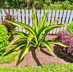 Variegated Agave