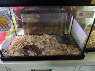 Corn snake tank