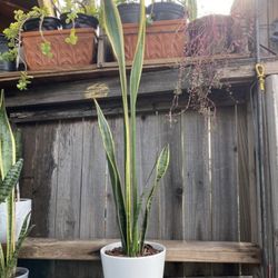 Indoor Mother-in-Law or Snake Plant