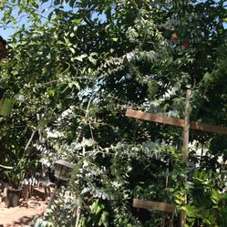 Árbol De Eucalipto Azul Está En Bote De Quince Galones Mide Más De Seis Pies Está Muy Grande $150