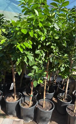 Moro Blood Orange 🍊 Trees 4F $60 Each Price Firm