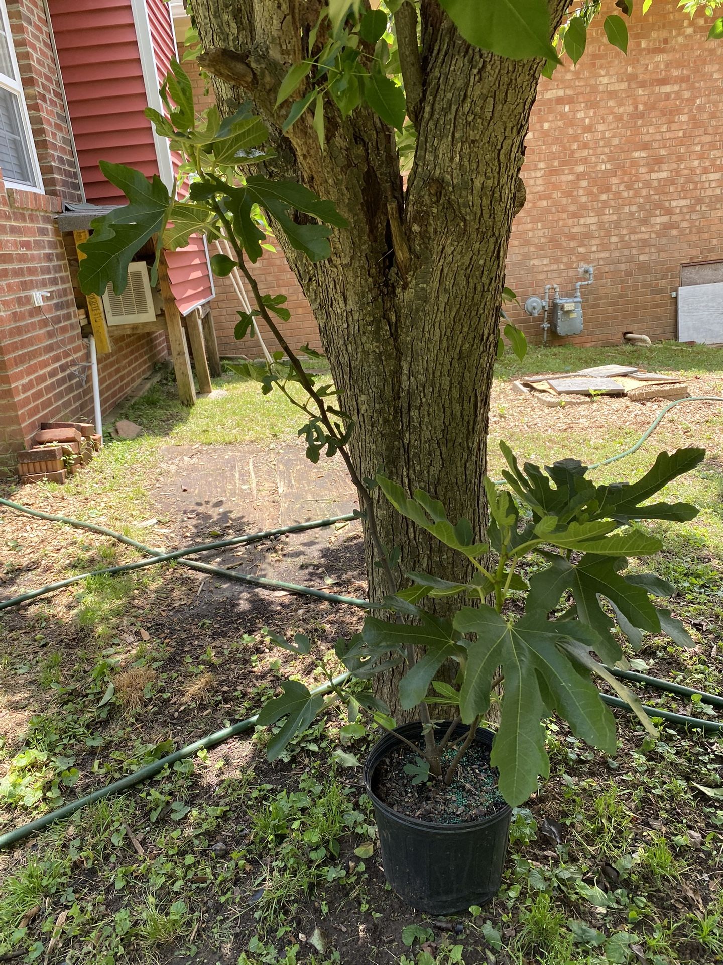 Fig Tree-Italian Honey variety -4ft -bearing fig