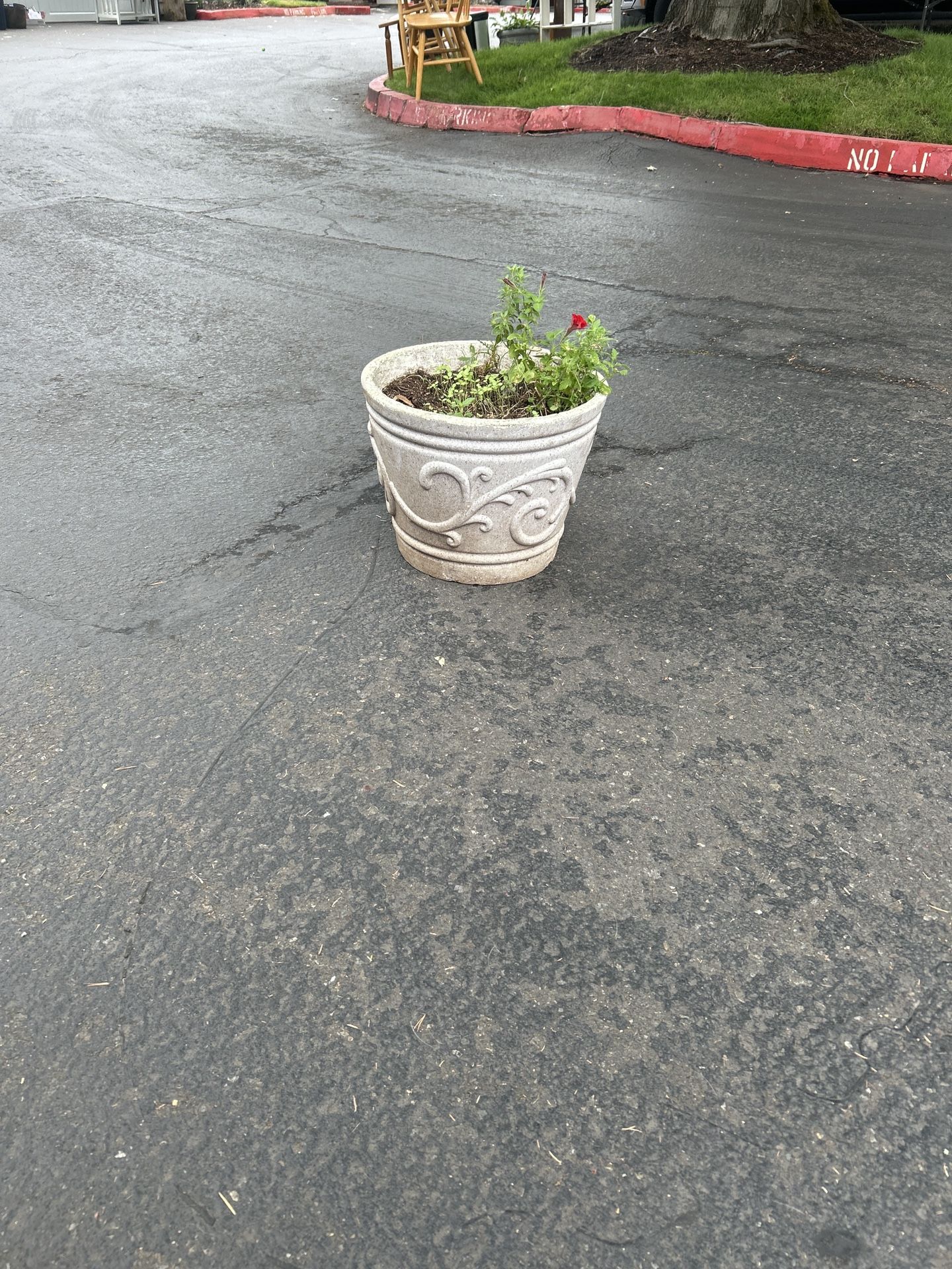 Decorative Live plant