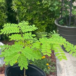 Royal Poinciana Tree Flamboyant Flower Color Red