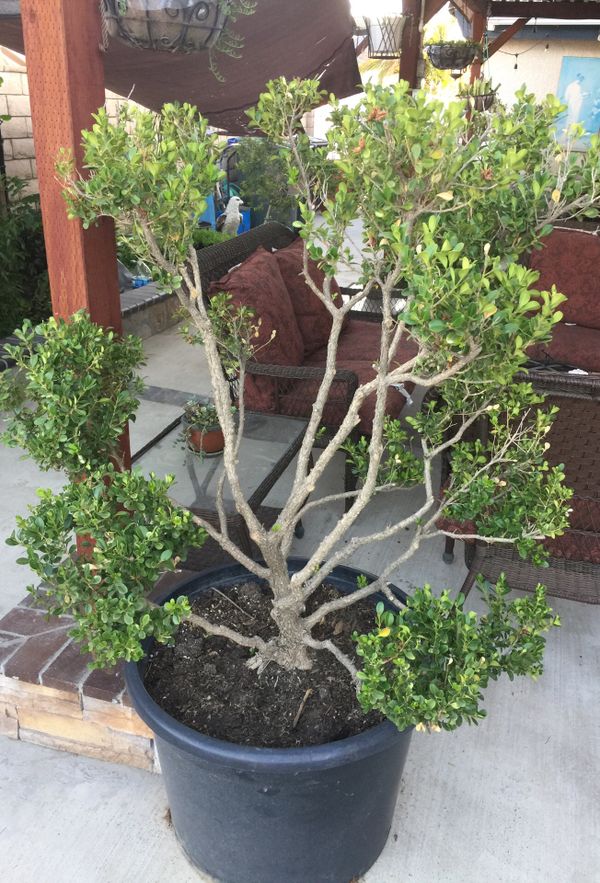 Bonsai trees for Sale in Riverside, CA - OfferUp