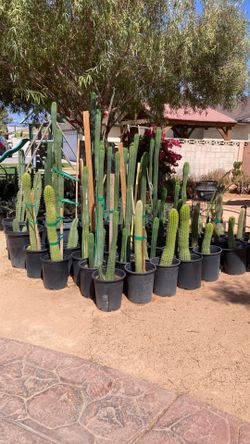 Cactuses- $10-40