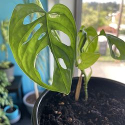 Monstera Adansonii (Swiss Cheese Plant)