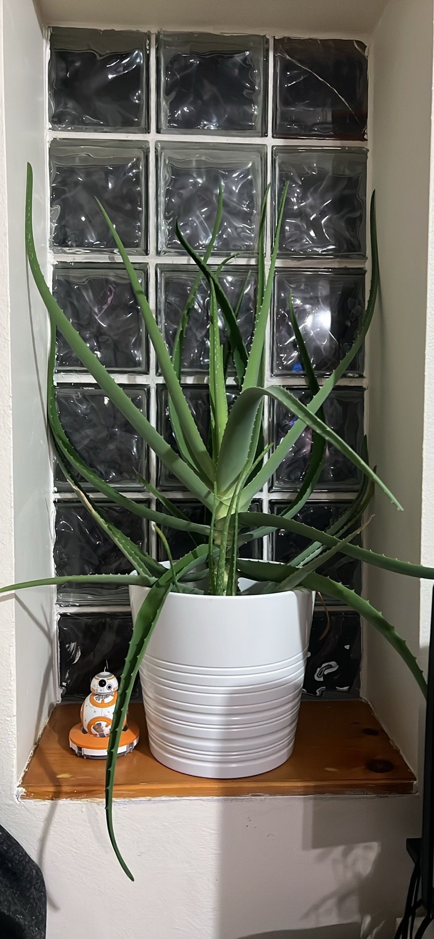 Live Aloe Vera Plant (pot included)