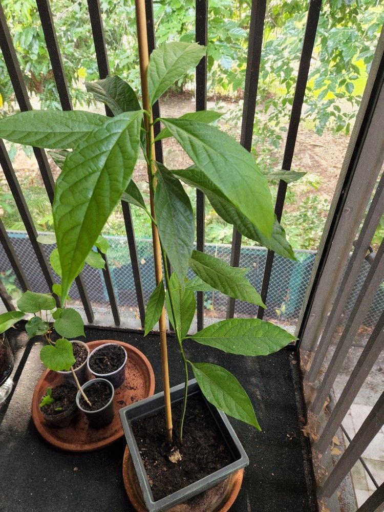 Avocado 🥑 Tree. 2f. $45
