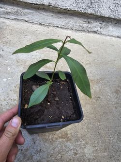 Duhat / Lomboy Seedling / Java Plum